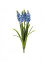 Grape Hyacinth Cut Flower Blue