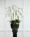 Orchid Potted Plant White