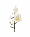 Magnolia snittblomma vit/gul