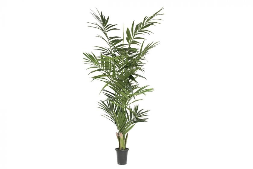 Kentia palm konstväxt