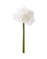 Amaryllis Cut Flower White