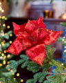 Simone bloem kerstdecoratie rood