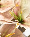 Amaryllis cut flower yellow