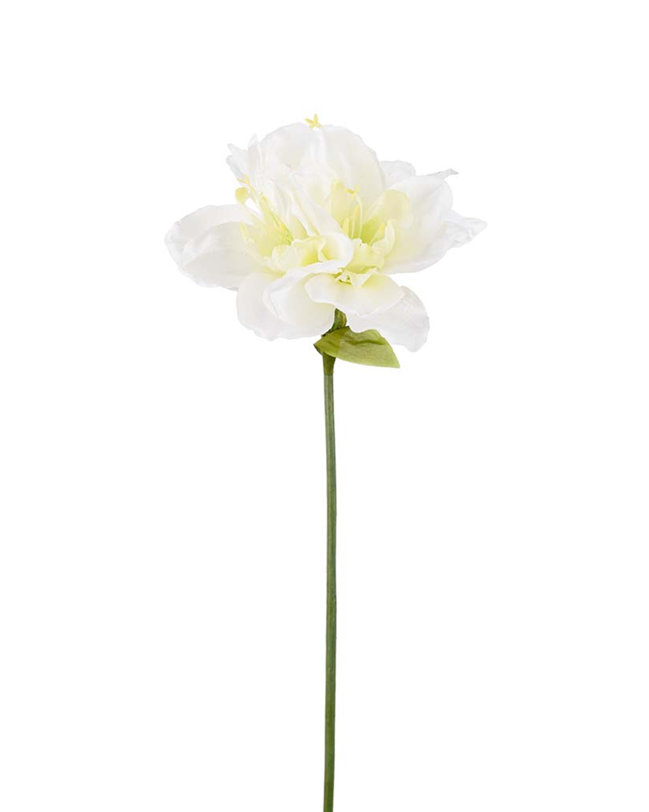 Amaryllis Schnittblume weiß