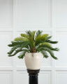 Cycas Potted Plant