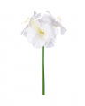 Amaryllis Schnittblume creme