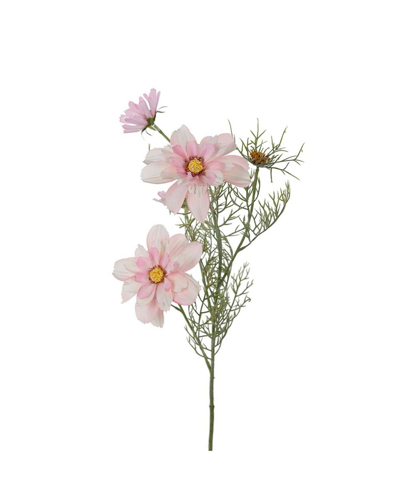 Kosmos snittblomst rosa