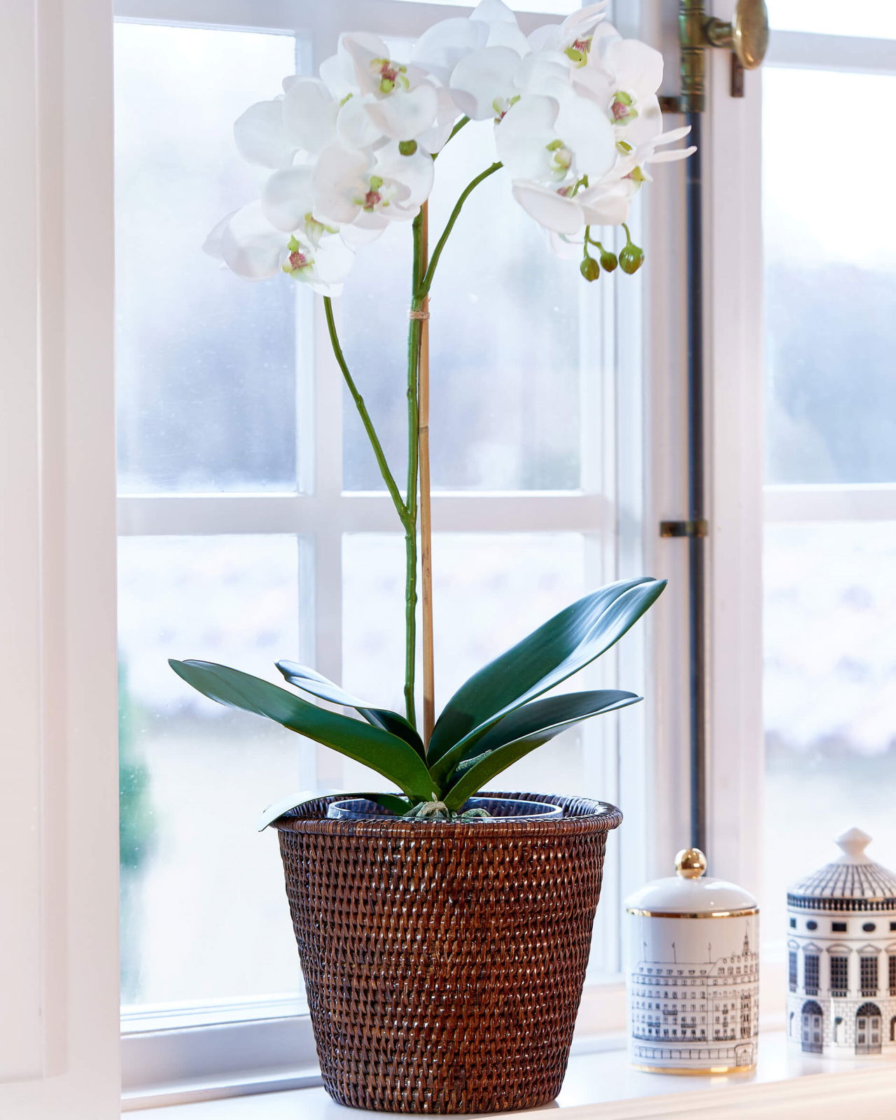 Cognac kruka rotting