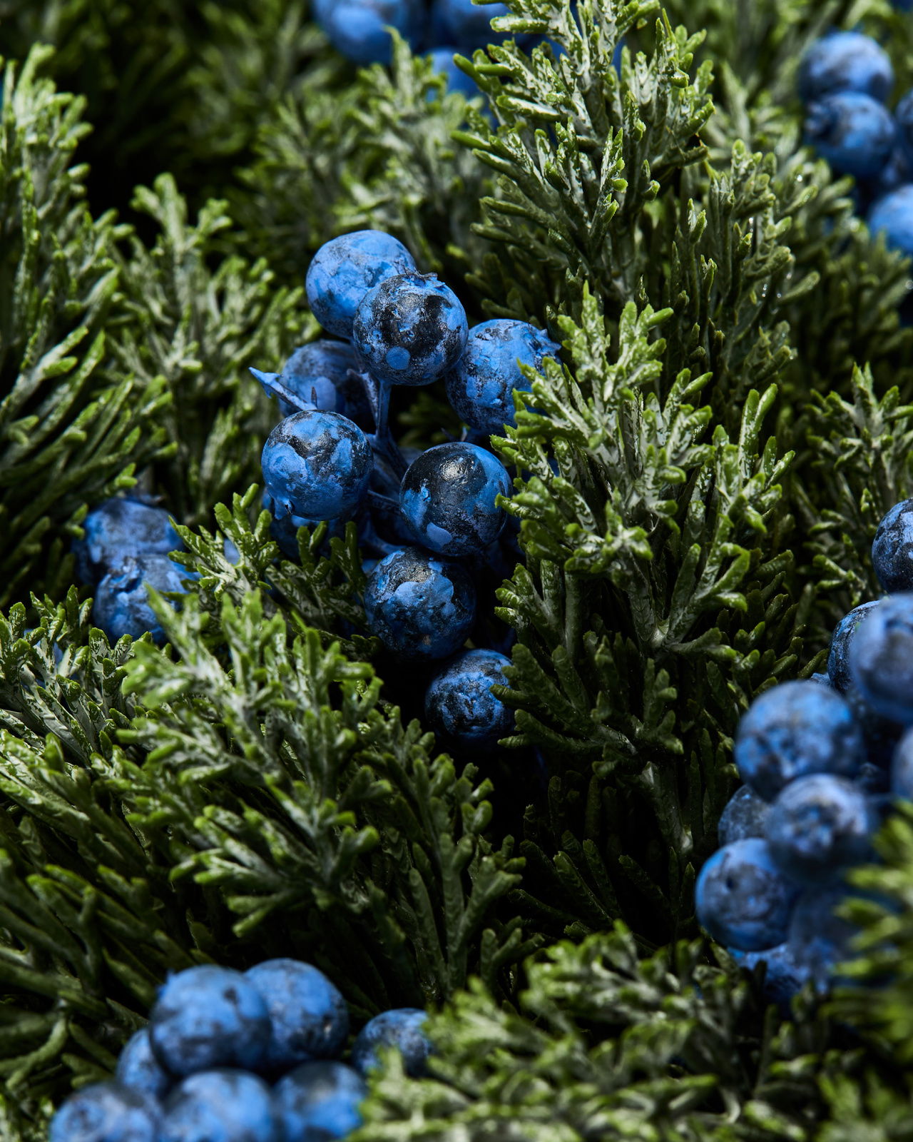 Vinterbär kvist blåa bär