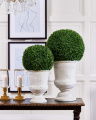 Boxwood Potted Plant