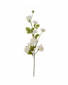 Climbing Rose Cut Flower White
