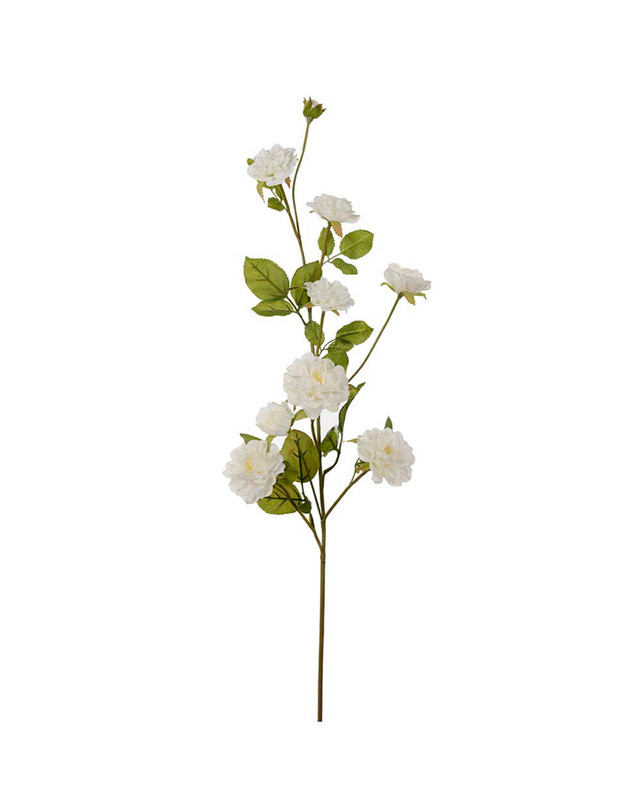 Climbing Rose Cut Flower White