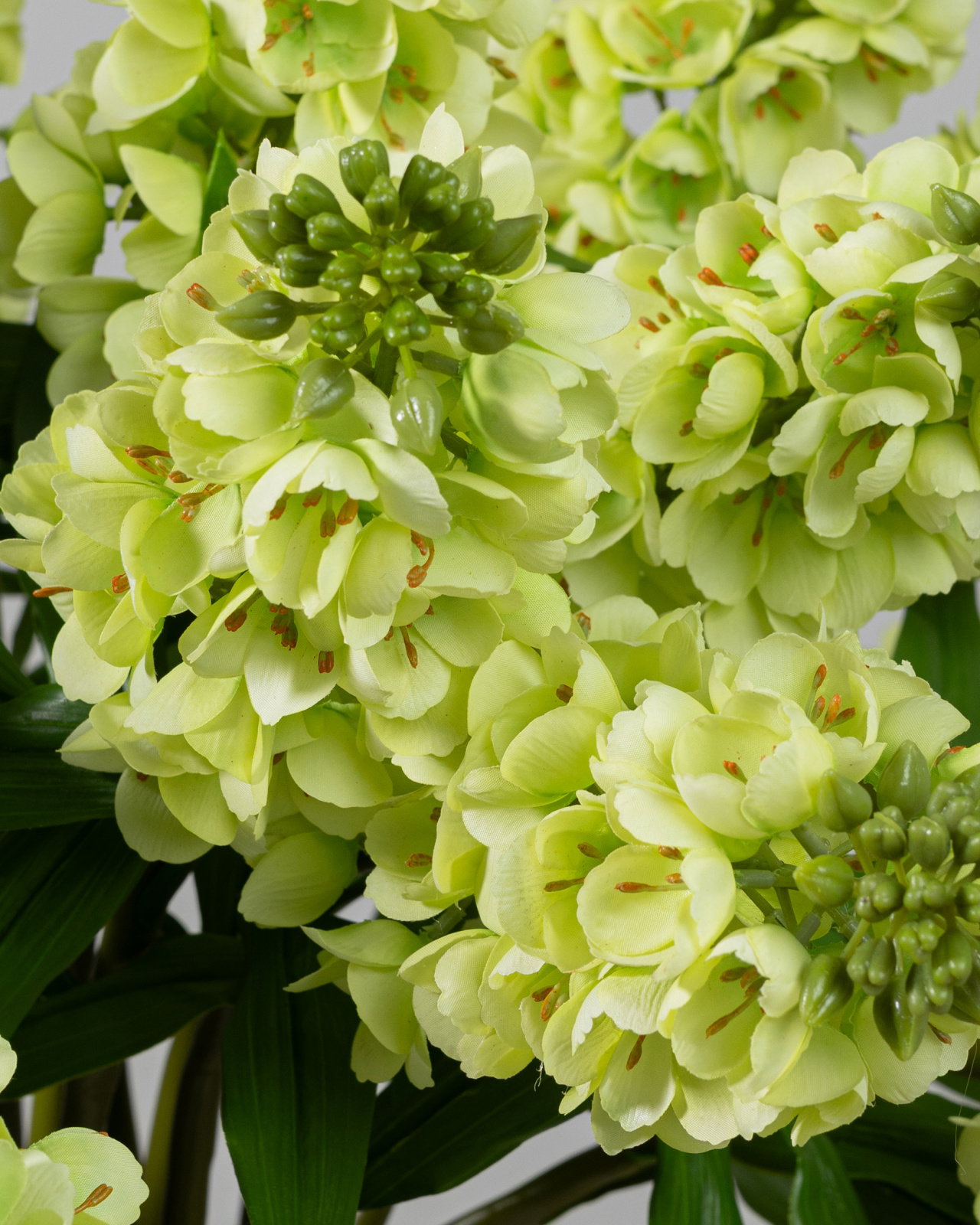 Lövkoja snittblomma grön