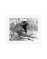 In Bed with Cardinale Print Only / XL