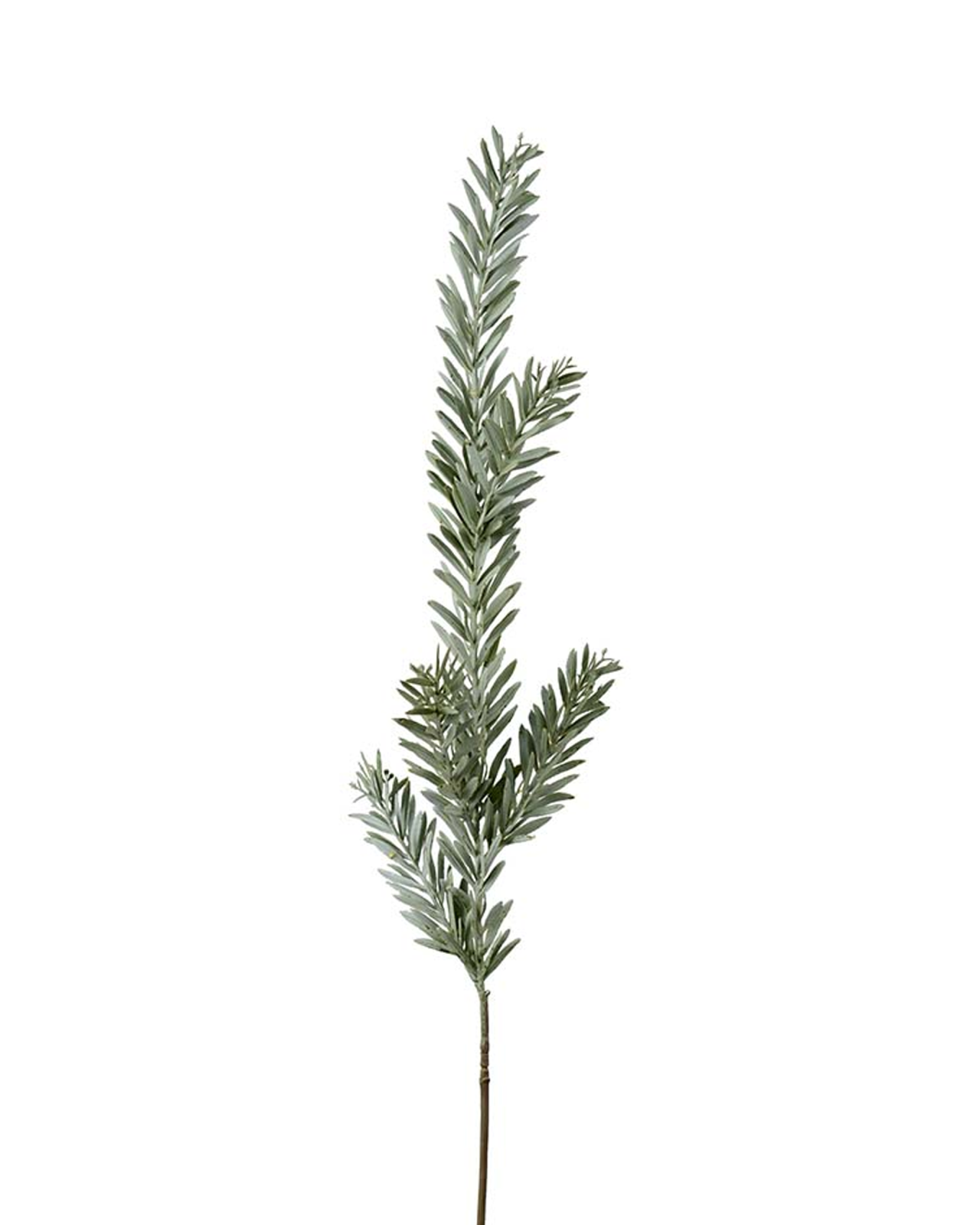 Grüner Schnittblumenzweig