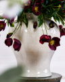 Christmas Rose Cut Flower Burgundy