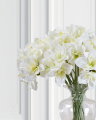 Amaryllis cut flower white