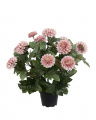 Chrysant potplant donkerroze