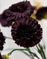 Carnation Cut Flower Wine Red