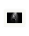 Van Halen Print Only / Small