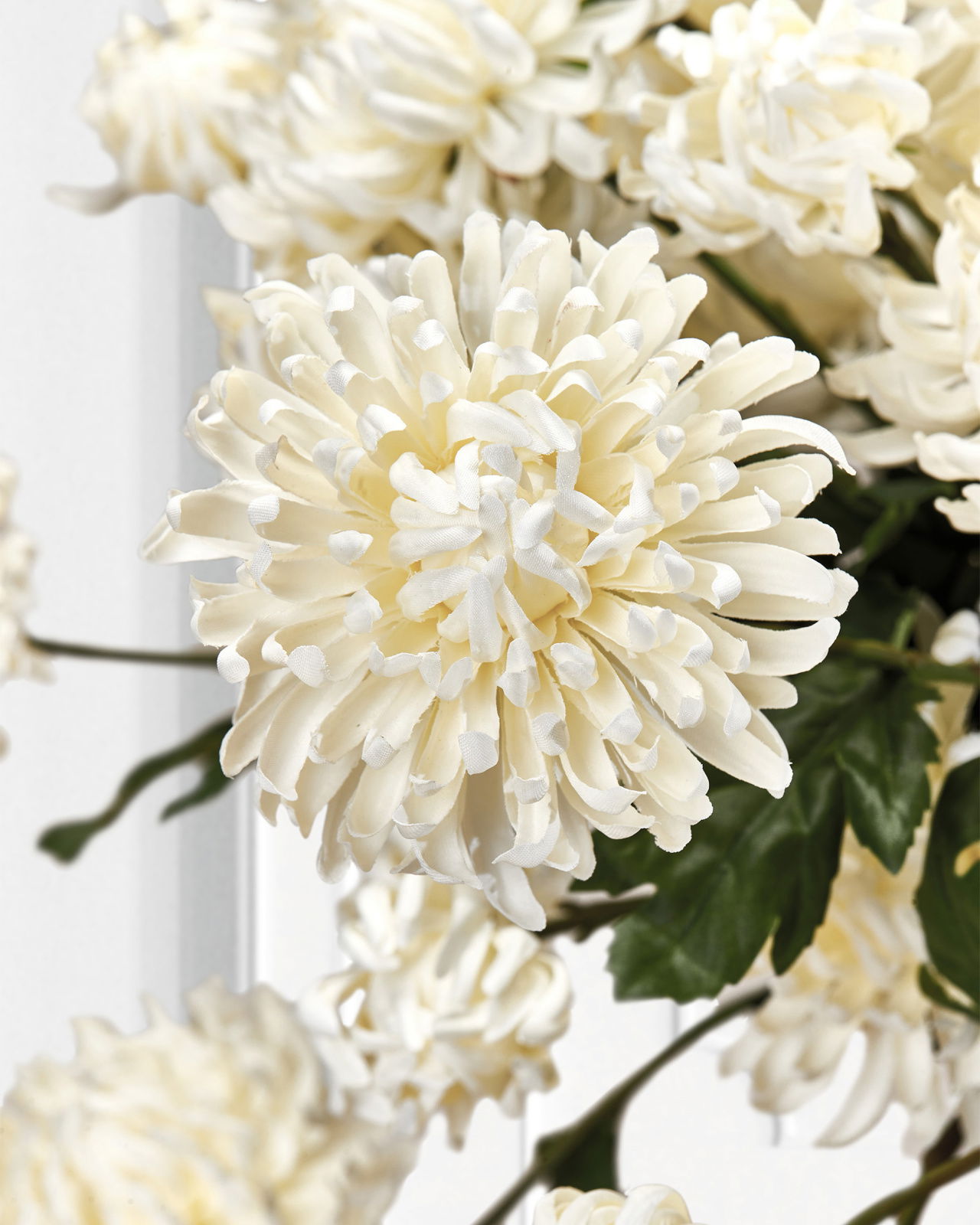 Chrysanthemum Cut Flower White