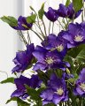 Klematis – afskåret blomst i blå