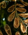 Golden Leaves Kerstbal Goud/Groen