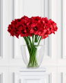Amaryllis Cut Flower Red