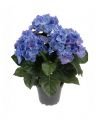 Hydrangea Potted Plant Blue