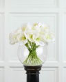 Amaryllis Cut Flower White