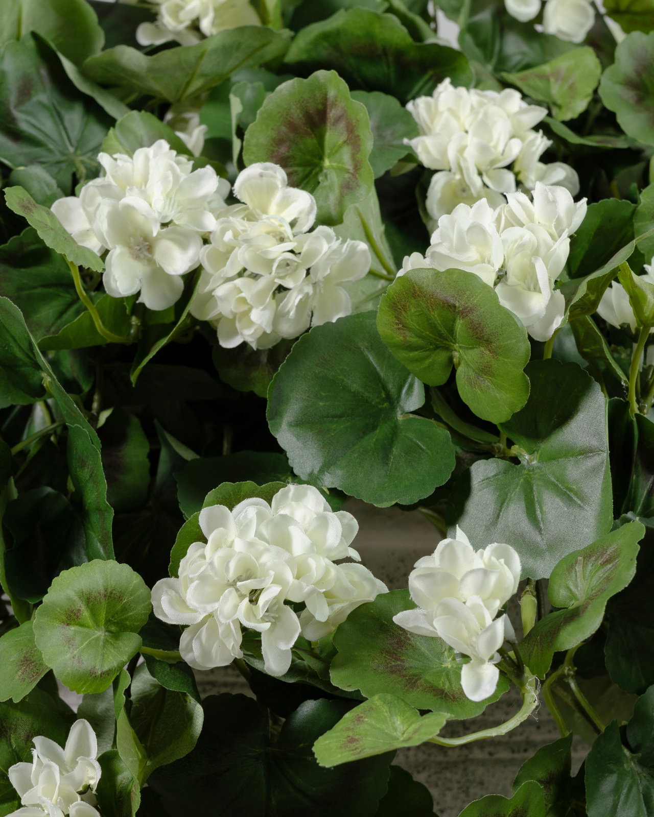 Hanging geranium potted plant white