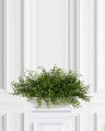 Muehlenbeckia Potted Plant Green