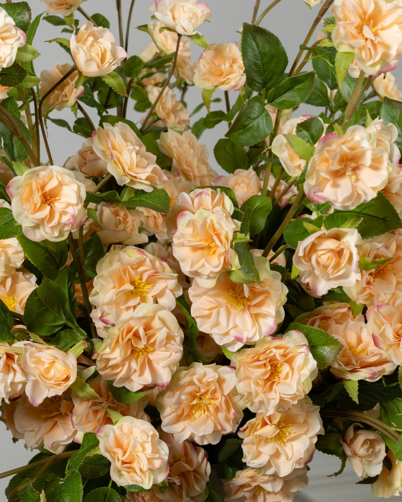 Klätterros snittblomma persika