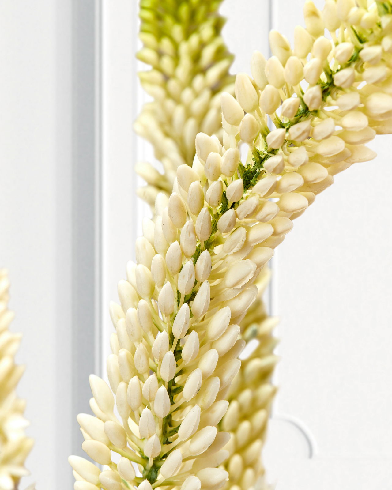 Stäpplilja krukväxt vit