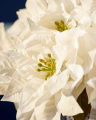 Poinsettia Cut Flower White