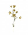 Cosmos Cut Flower Yellow