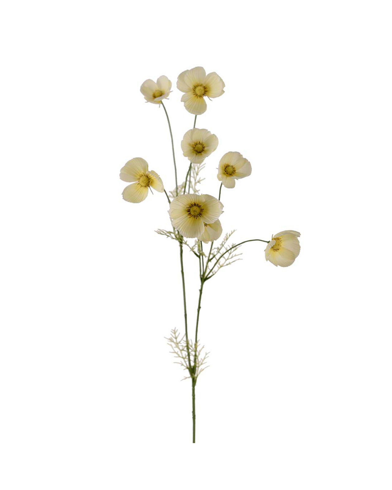 Cosmos Cut Flower Yellow