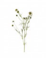 Scabiosa Cut Flower White