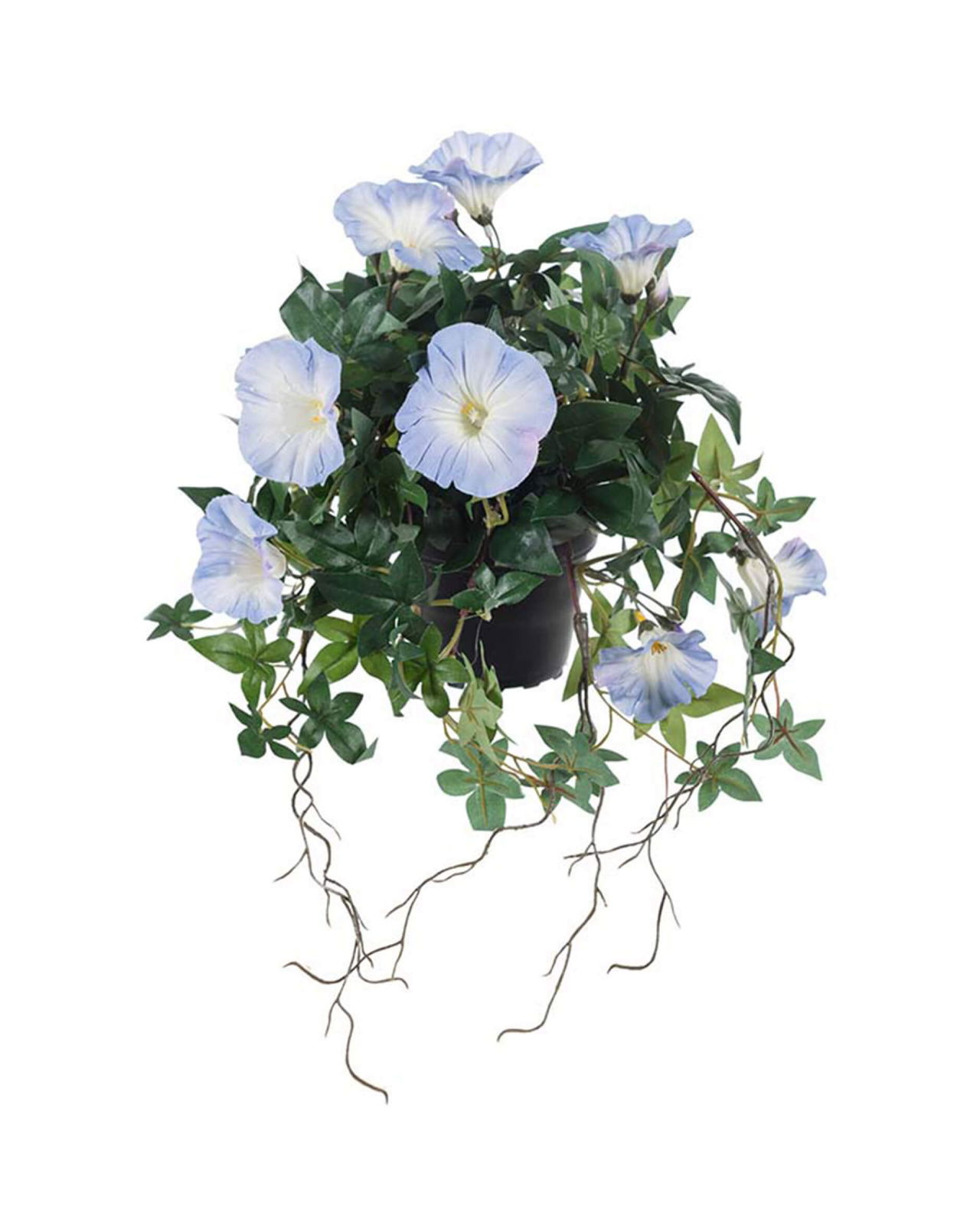 Ipomoea Tricolor Potted Plant Blue