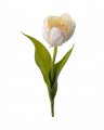 Tulipan snittblomst hvit