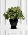 Christmas Rose Cut Flower Pink
