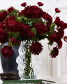 Chrysanthemum snittblomma röd