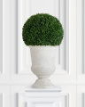 Boxwood Potted Plant Green