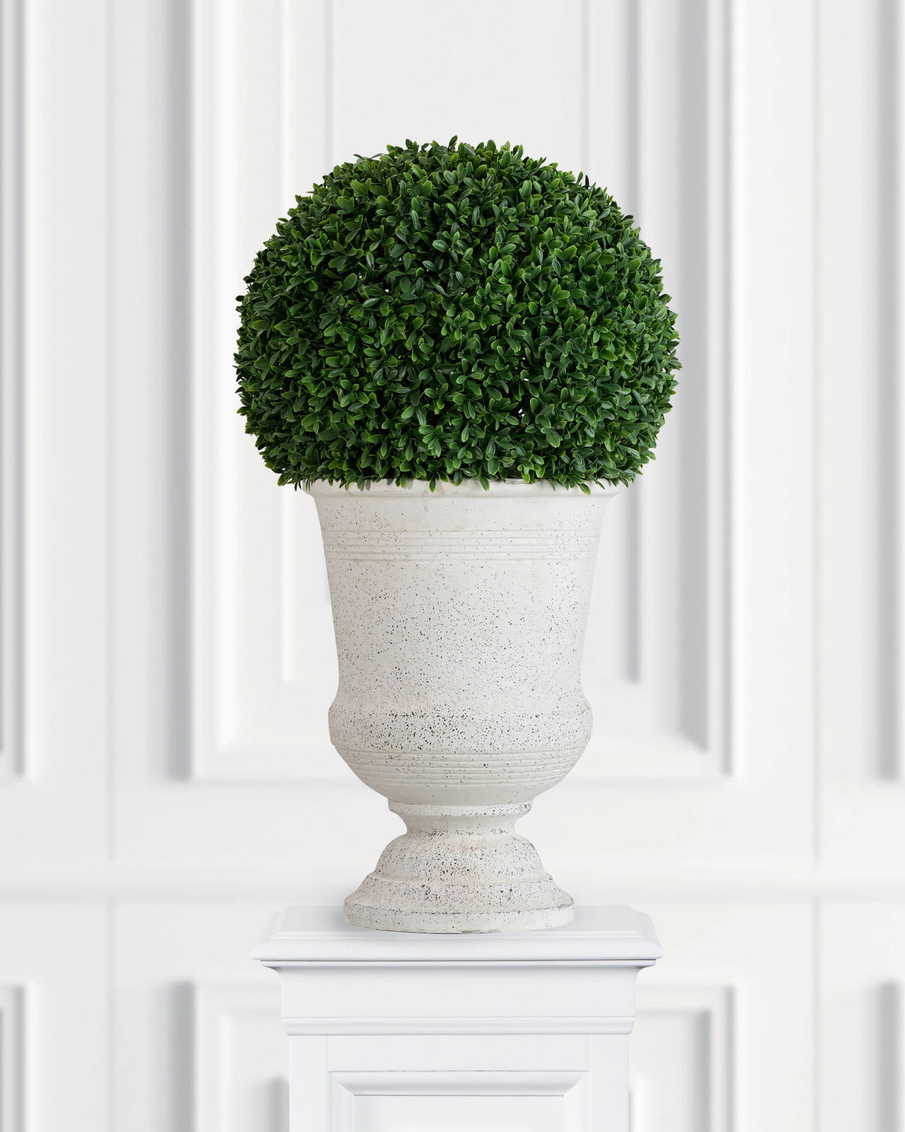 Boxwood Potted Plant Green