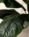 Peace Lily Potted Plant Green