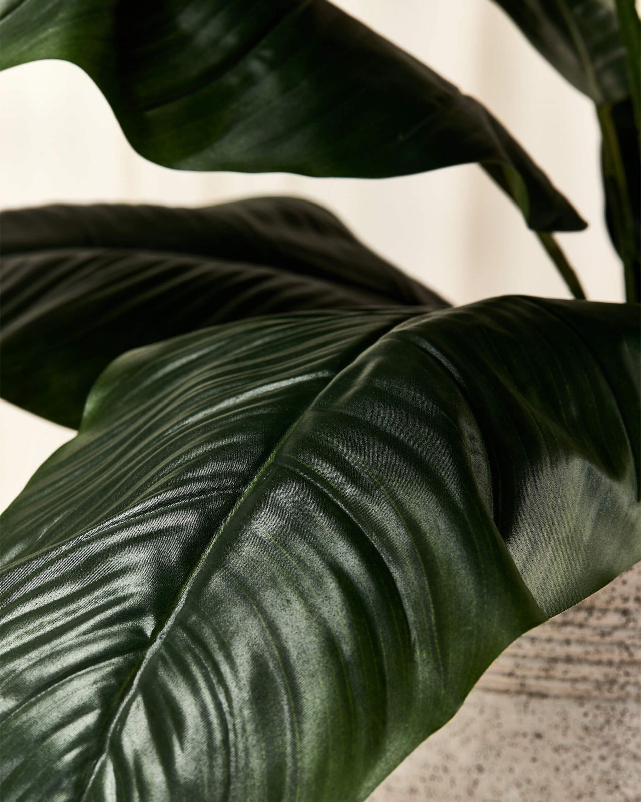 Fredslilje potteplante grøn