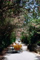 Oleander Drive