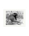 In Bed with Cardinale Print Only / Medium