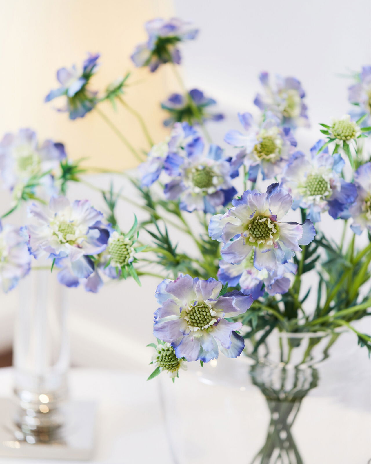 Scabiosa snittblomma blå
