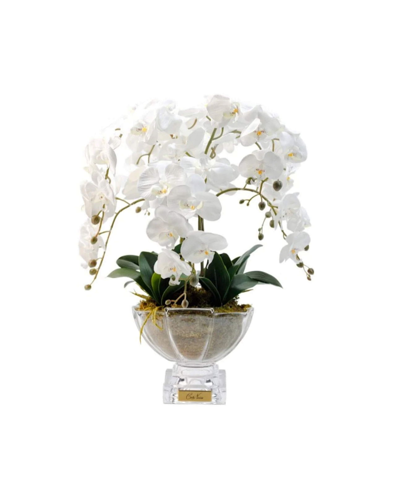 Orchidée Grandeur Gift Set
